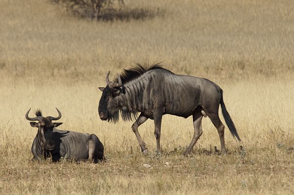 Goluboj Gnu v Kalahari Gemsbok новости бегемот, европа, животные, наводнение, Тбилисский зоопарк