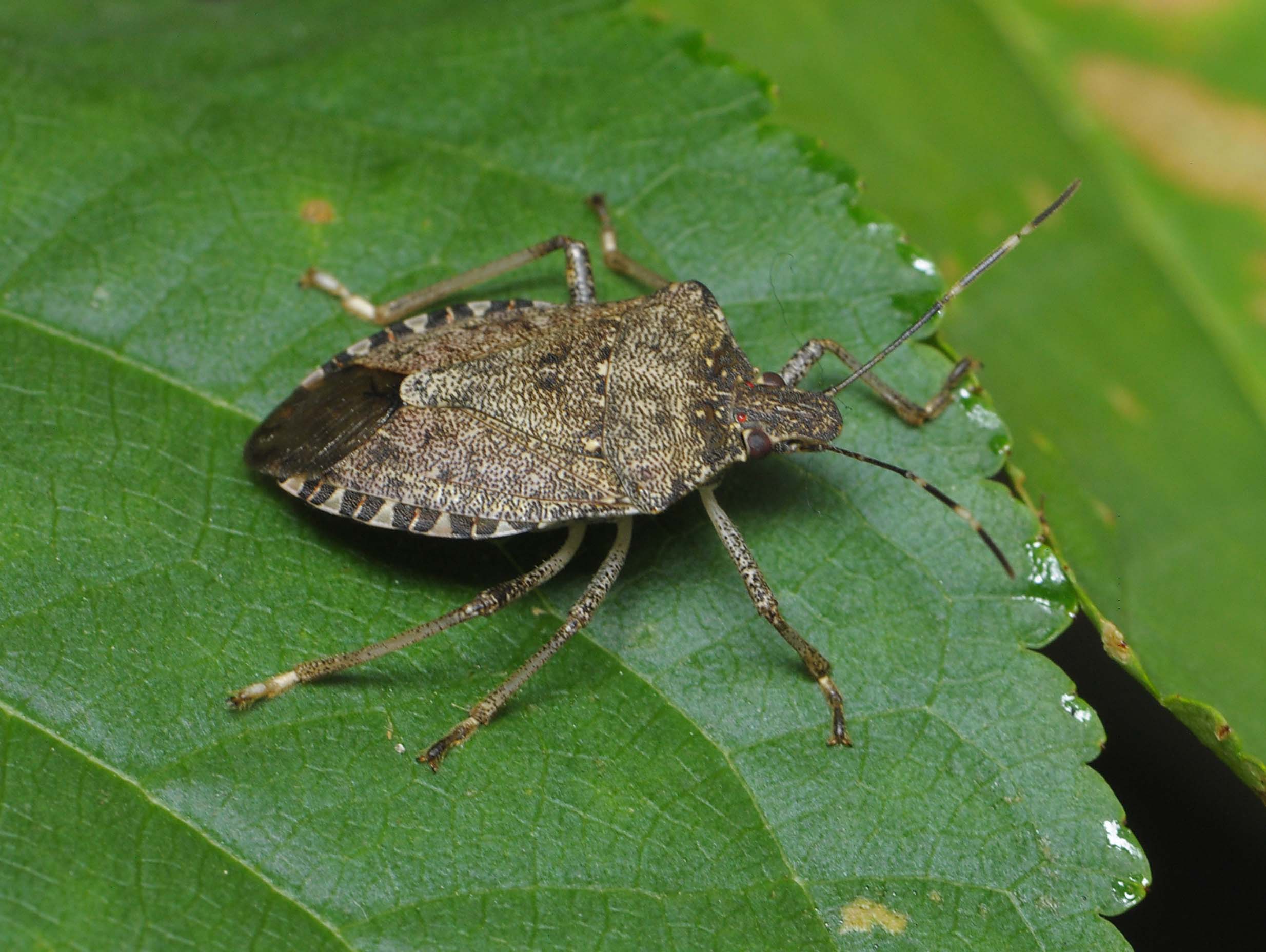 Halyomorpha halys клоп клоп