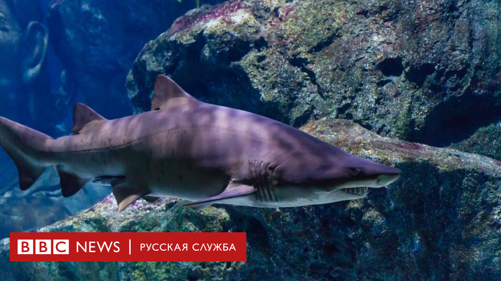 104588760 19sandtigershark carchariastaurus cshutterstock 1 Новости BBC