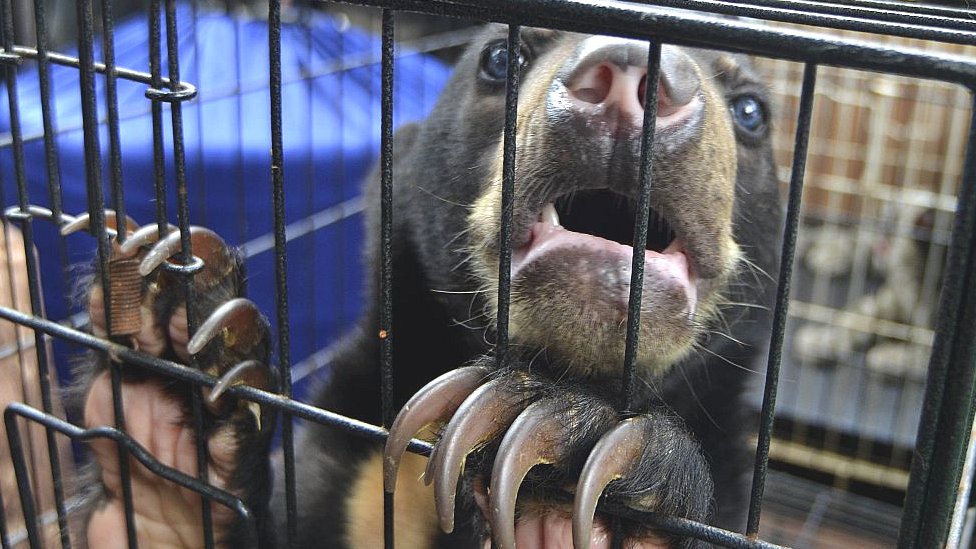111509709 rescuedbear jakarta getty 1 Новости BBC Новости BBC