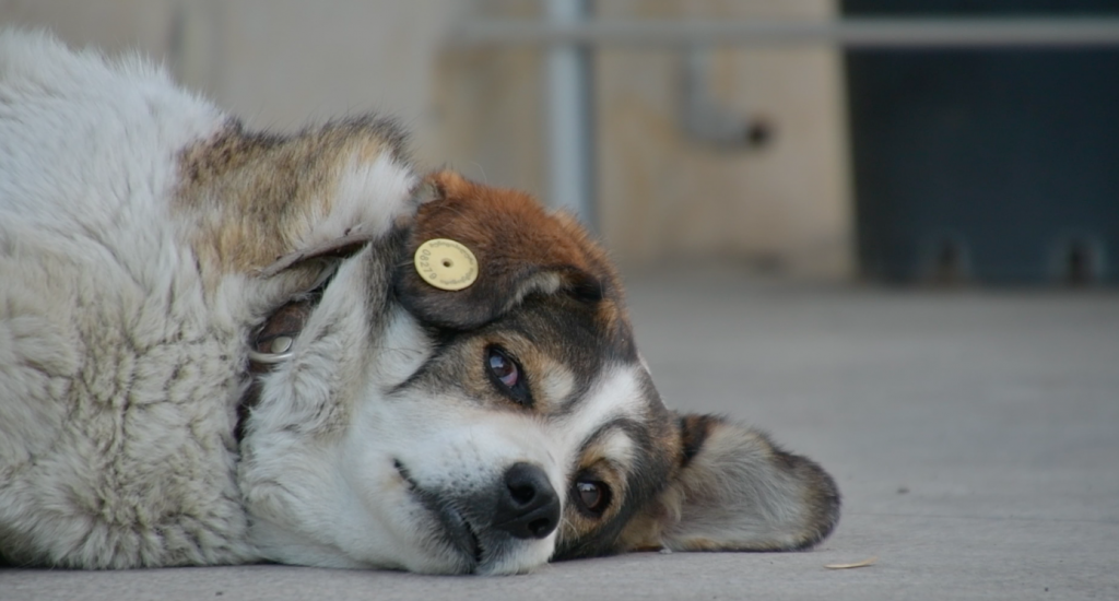 Как живут бродячие собаки Тбилиси во время COVID-19