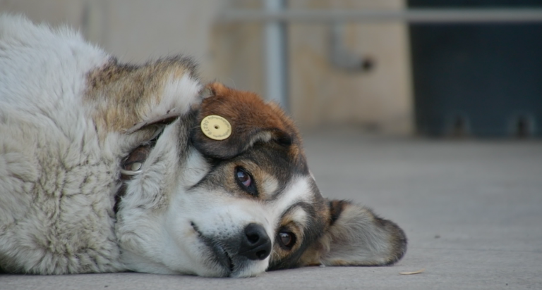 Как живут бродячие собаки Тбилиси во время COVID-19