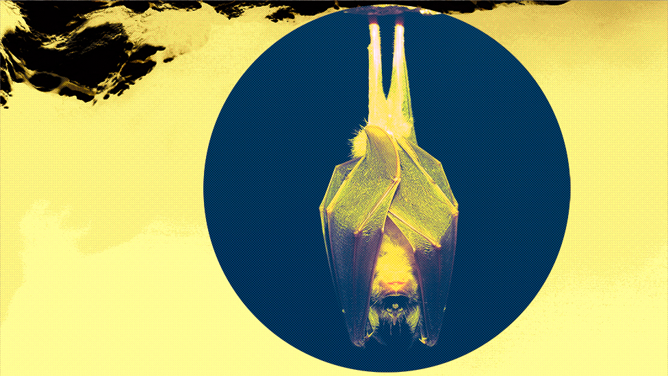 112950832 bats5 1 Новости BBC Новости BBC