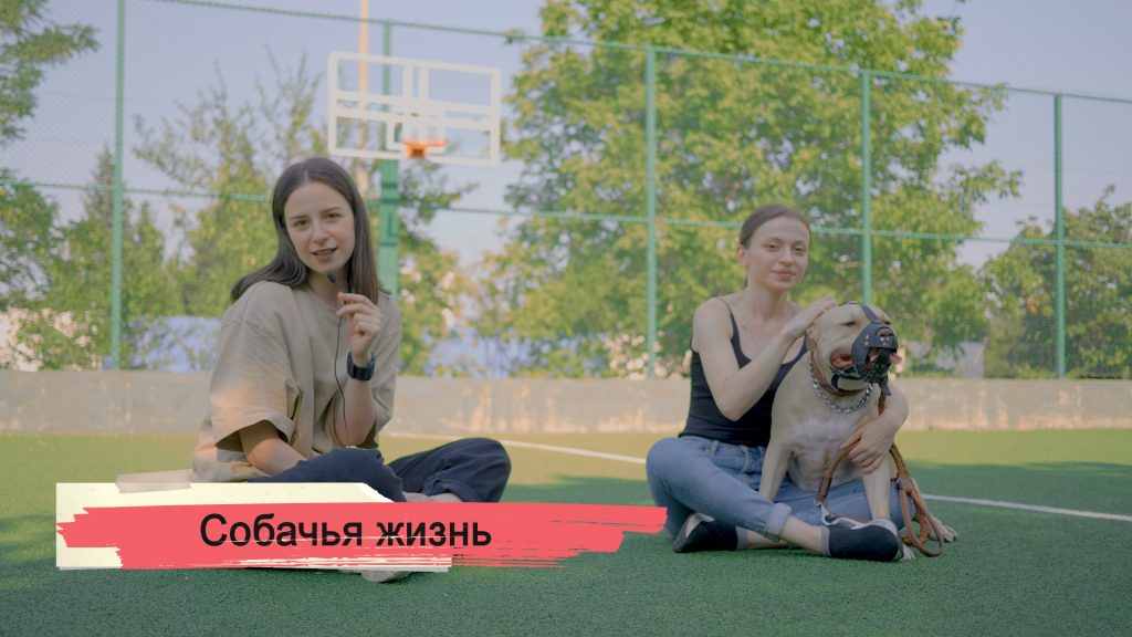 Konji Blog Dogs 25.07.20 HD Photo0 SOVA-блог featured, животные, питбуль, собаки