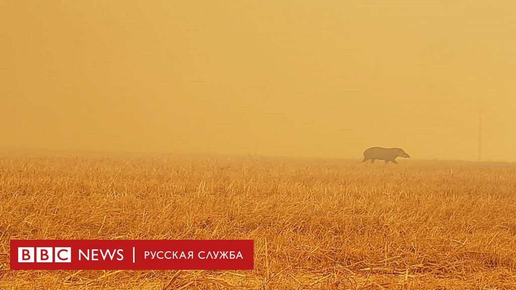 114056667 hi062781145 Новости BBC Новости BBC