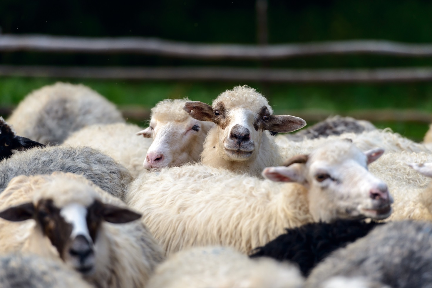 herd of sheeps closeup P43NJMY сельское хозяйство сельское хозяйство