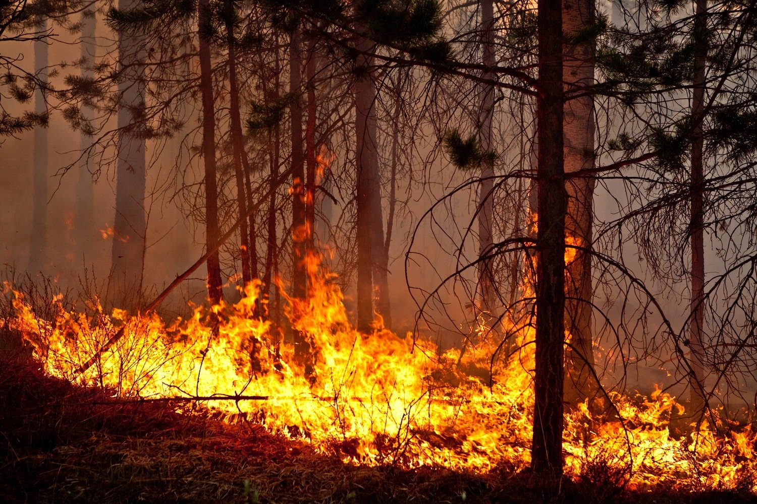 fire wood Гальский район Гальский район