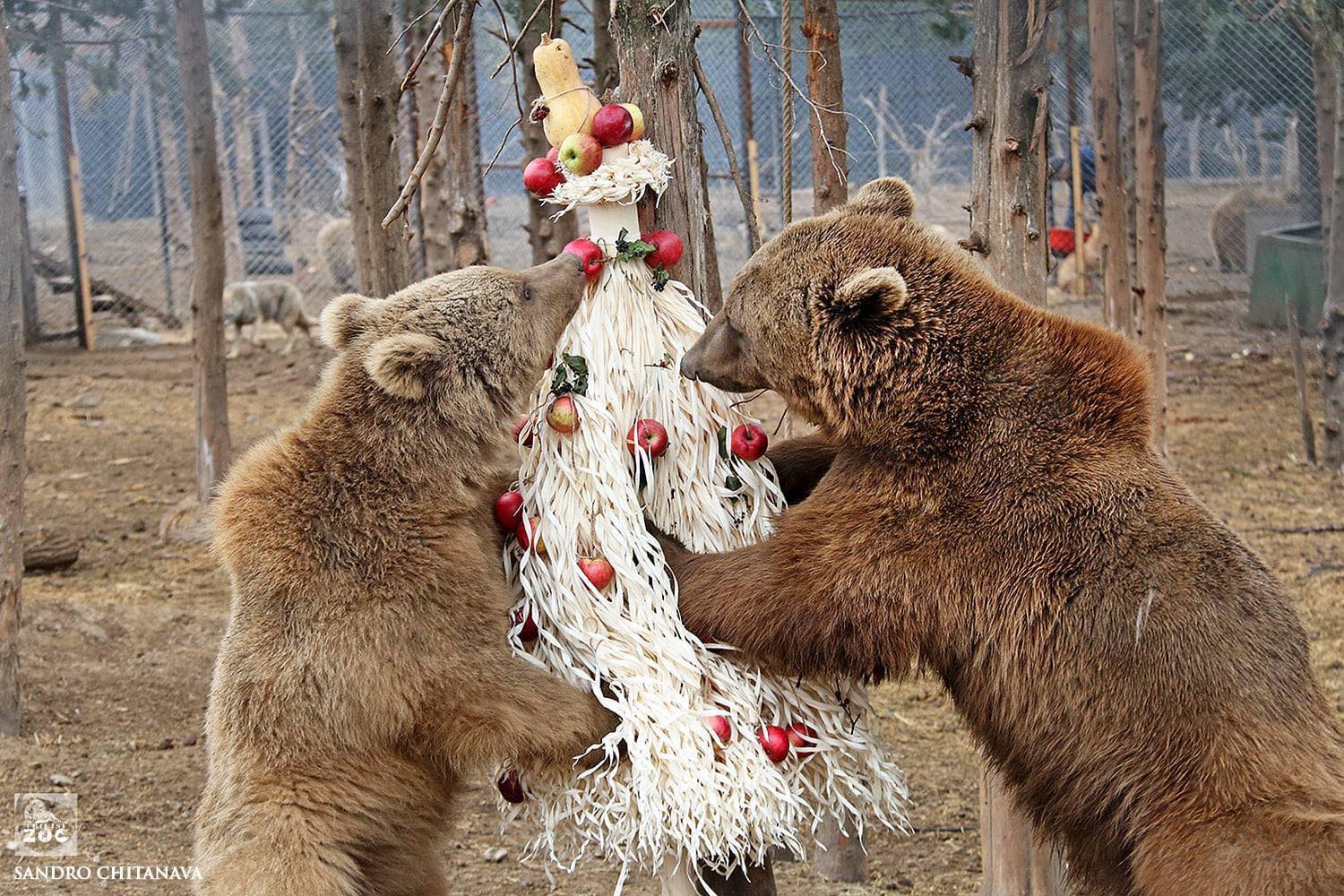 tbilisi zoo новогодние украшения новогодние украшения