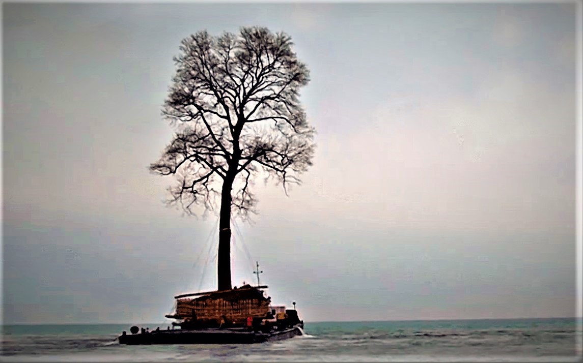 Ivanishvili s tree collecting hobby432342 политика featured, Бидзина Иванишвили, Георгий Гахария, Георгий Квирикашвили, Грузинская мечта, Ираклий Гарибашвили, Мамука Бахтадзе, премьер-министр