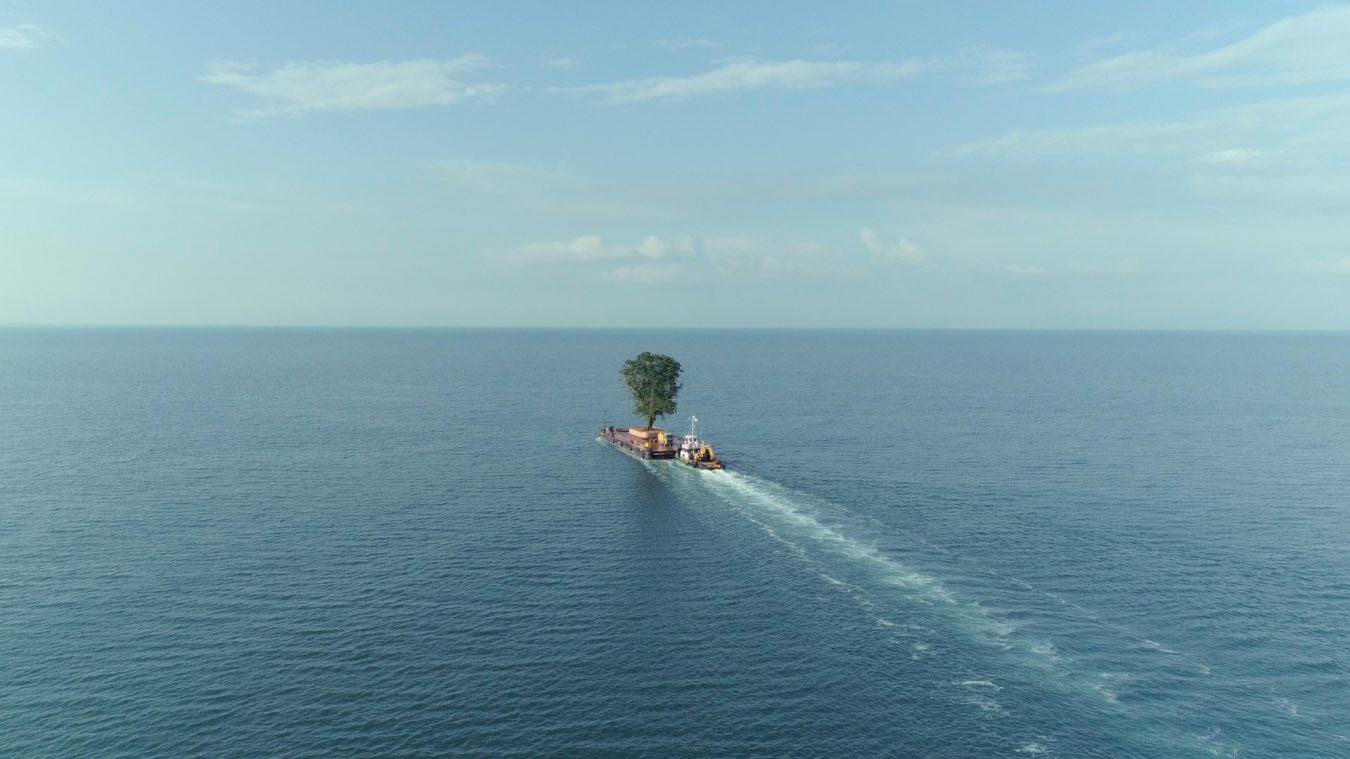 tree in the sea дендрологический парк дендрологический парк