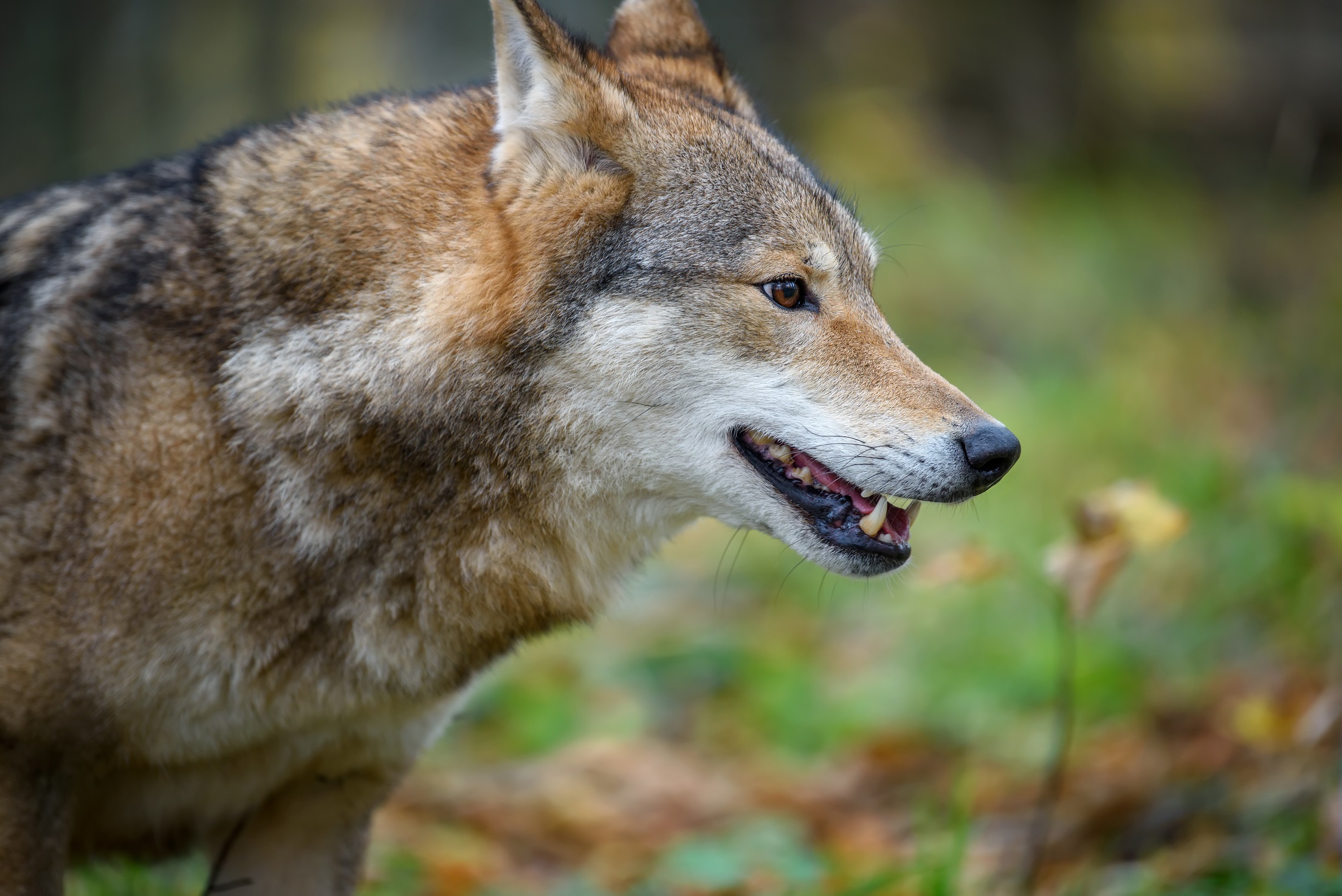 close up portrait wolf in autumn forest background FS4AFFD волк волк