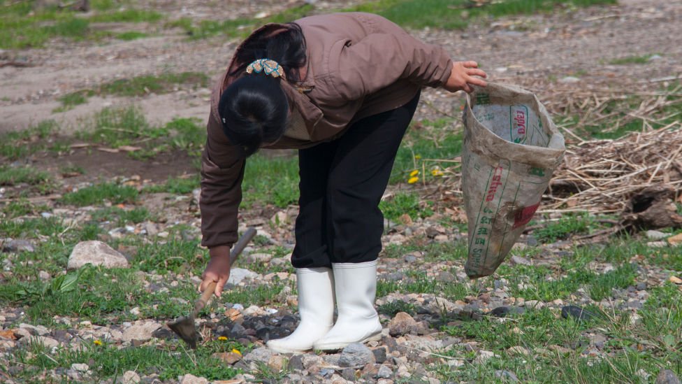 North Korean woman collecting grass to eat in a field, North Hamgyong Province, Jung Pyong Ri, North Korea on May 7, 2010 in Jung Pyong Ri, North Korea.