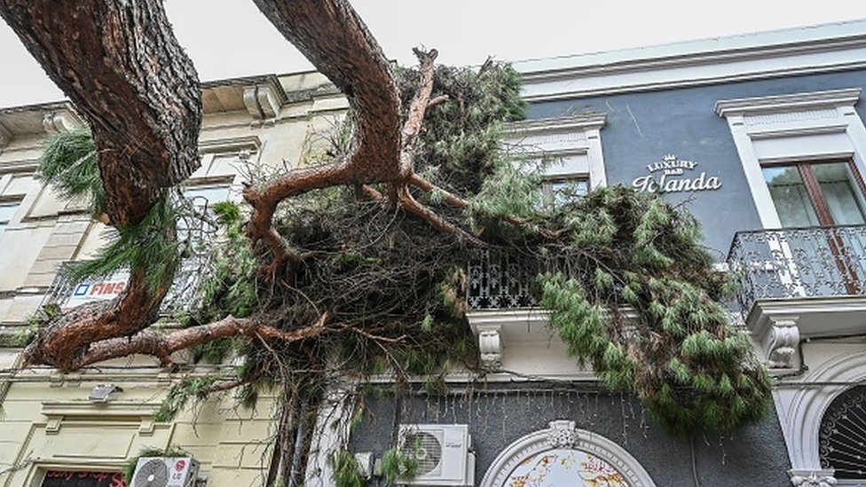 Ураган не пощадил и старинные сосны