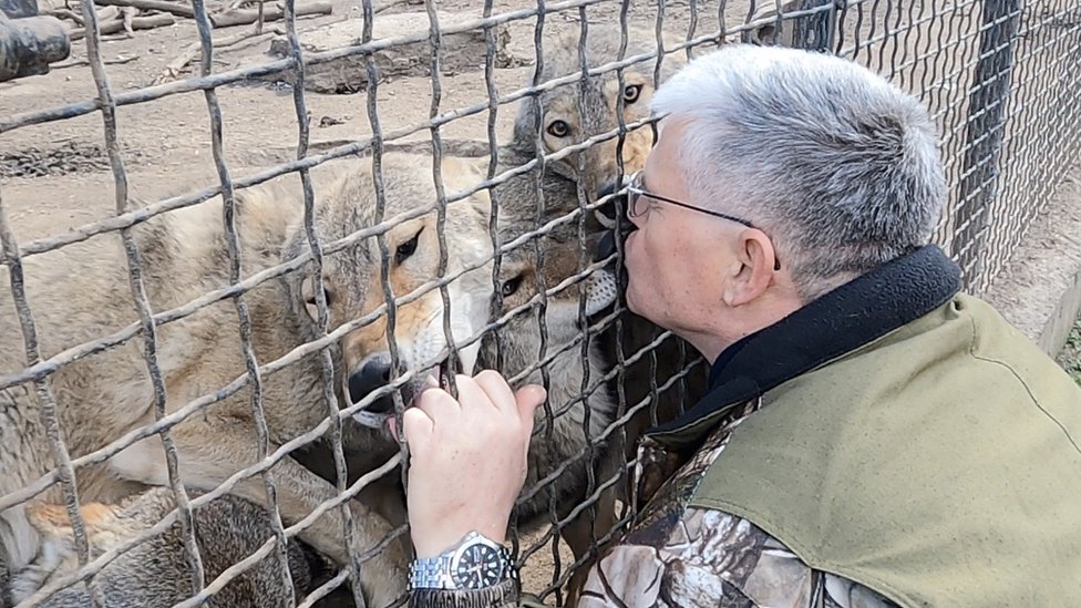 Zookeeper and wolves at Odesa zoo