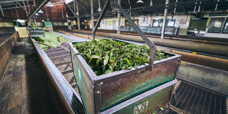 production in tea factory 2021 08 27 09 29 57 utc новости Грузия-ИНдия, Грузия-Россия