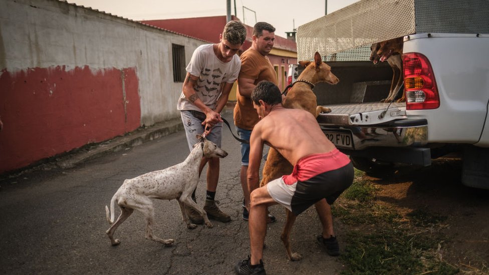 People load dogs into a van.