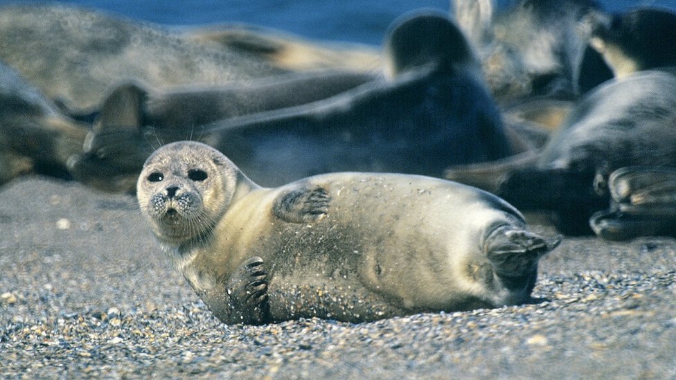 127884043 seal getty Новости BBC Дагестан