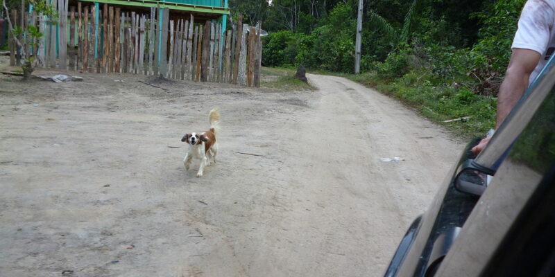 a exploracao da floresta новости