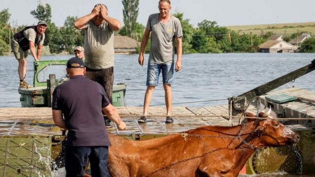 Люди и корова