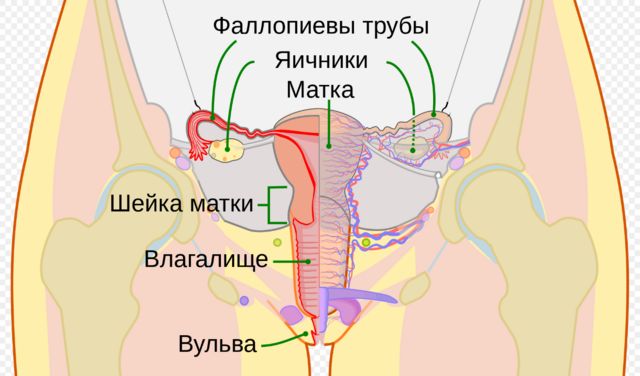 Схема женской матки