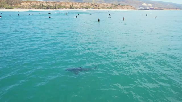 Акула в воде около берега