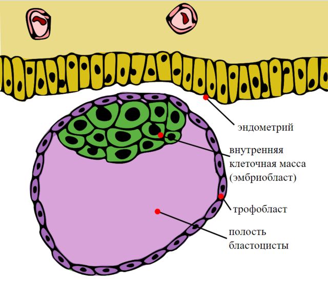 Схема структуры бластоциста