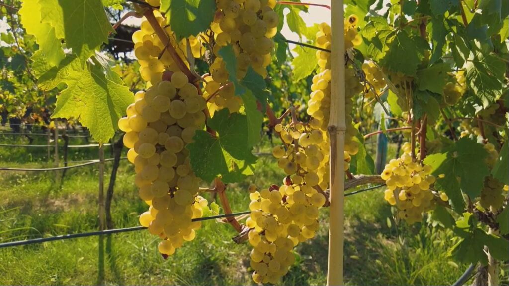 Магистр вина из Германии: к грузинскому вину из квеври - особый интерес 3 vino.psd новости вино из квеври, виноград, грузинское виноделие, Грузия-Германия