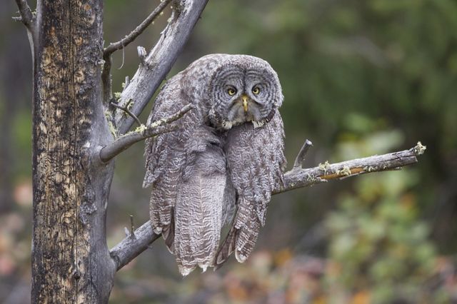 Great grey owl