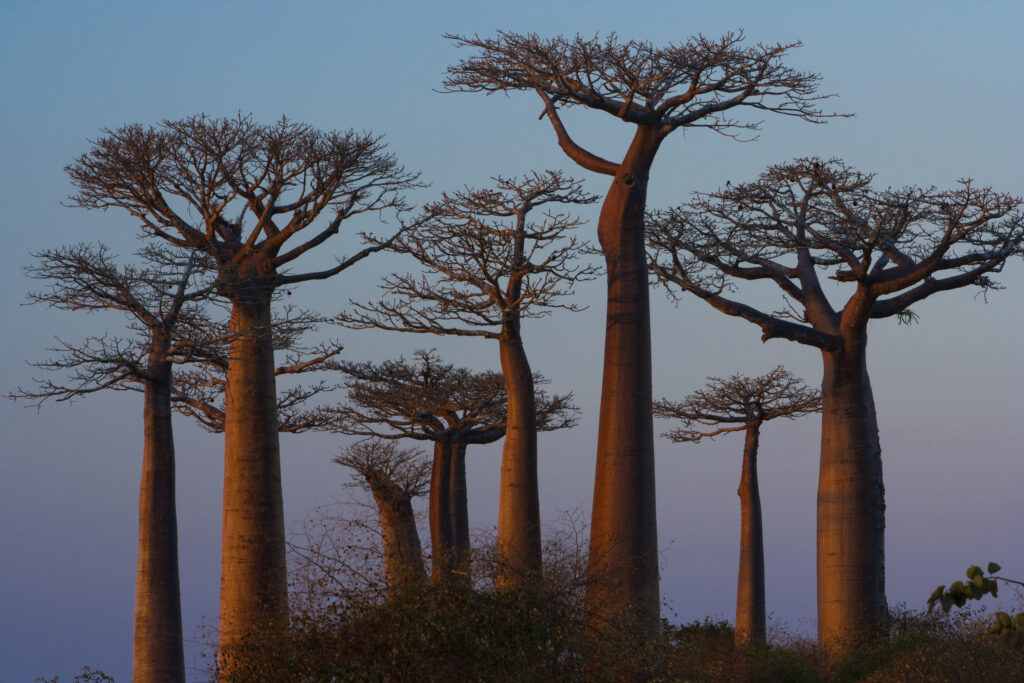 baobab trees madagascar 2022 03 04 02 06 17 utc политика featured, баобабы, Бидзина Иванишвили, Кения