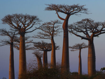 baobab trees madagascar 2022 03 04 02 06 17 utc статьи статьи