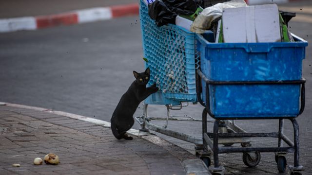 Кошка лезет в мусор