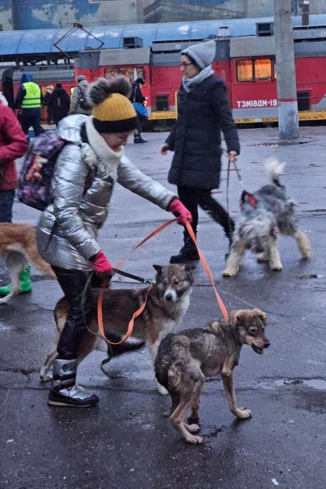 Волонтеры и собаки на вокзале 