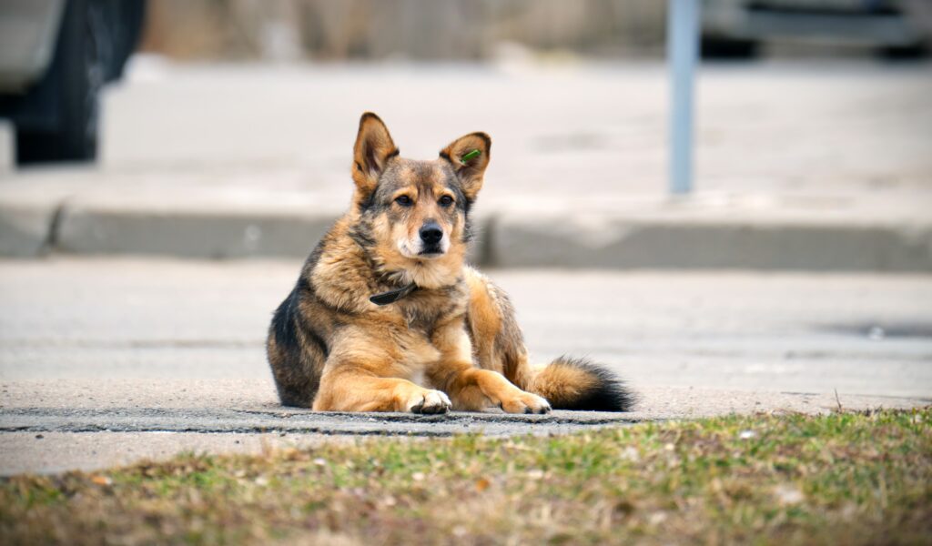 big white and brown dog laying on asphalt street o 2023 11 27 05 02 14 utc Другая SOVA featured, домашние животные