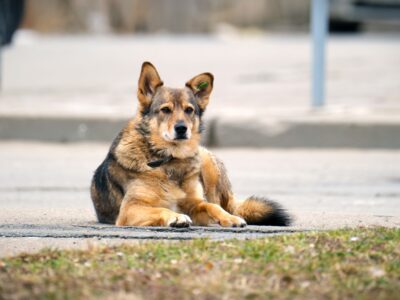 big white and brown dog laying on asphalt street o 2023 11 27 05 02 14 utc статьи статьи