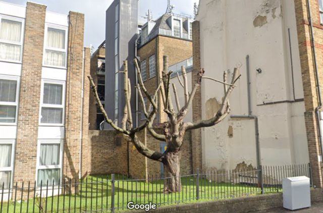 The wall and the tree earlier in March 2023