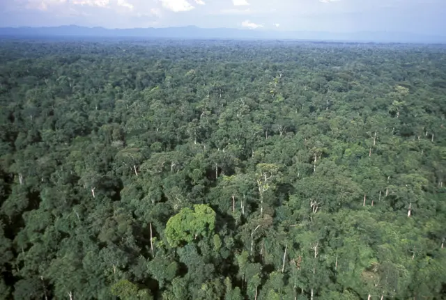 Forests of Gabon