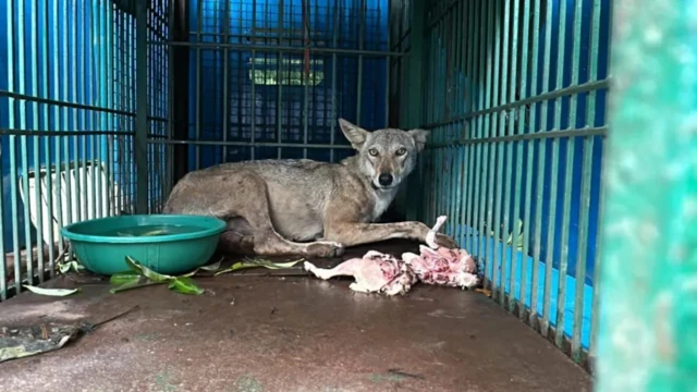 Волк в клетке