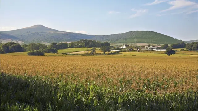 Кукурузное поле и холмы на заднем плане