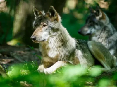 Пойдет охота на волков. Евросоюз снизил охранный статус Canis lupus 11 fbcaf440 b229 11ef 8865 817d2ff480b3.jpg Новости BBC охота