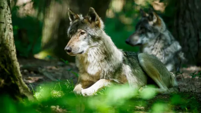 fbcaf440 b229 11ef 8865 817d2ff480b3.jpg Новости BBC охота