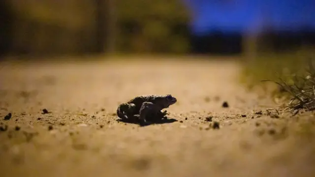 Ради жаб и лягушек в Англии на полтора месяца перекрыли дорогу 2 земноводное