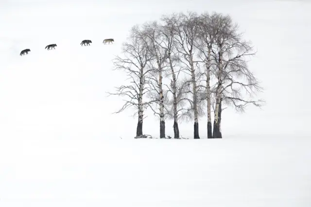 Американский фотограф Девон Прадхуман запечатлел четырех серых волков, пересекающих заснеженную осиновую рощу в Йеллоустоне