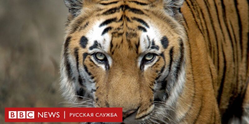 13660890 3a3f 11f0 96c3 cf669419a2b0 Новости BBC бенгальские тигры