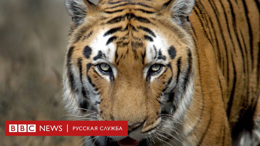 Легендарные бенгальские тигры: как в Индии сохраняют их популяцию 1 13660890 3a3f 11f0 96c3 cf669419a2b0 Новости BBC бенгальские тигры