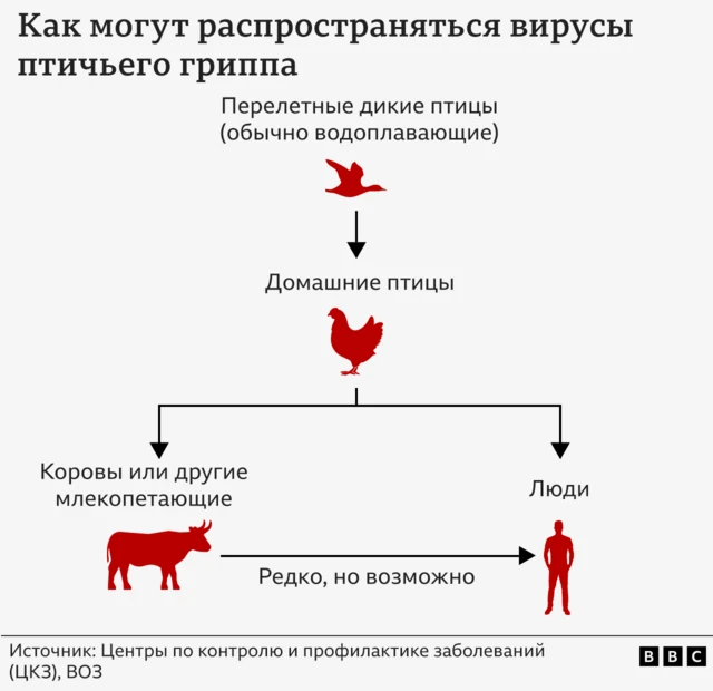 График, который показывает пути распространения вирусов птичьего гриппа