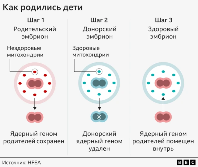 Дети, рожденные по методу трех ДНК: найден способ избежать наследования неизлечимых болезней 2 Графика: как родились дети