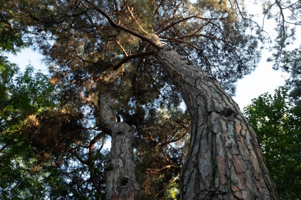 img 20250721 133656 269 общество featured, Каха Каладзе, мэрия Тбилиси, тбилиси