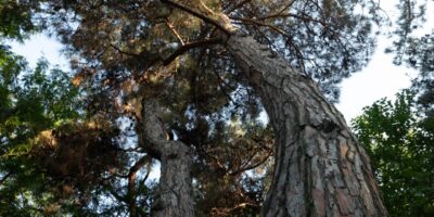 img 20250721 133656 269 политика featured, Каха Каладзе, мэрия Тбилиси, тбилиси