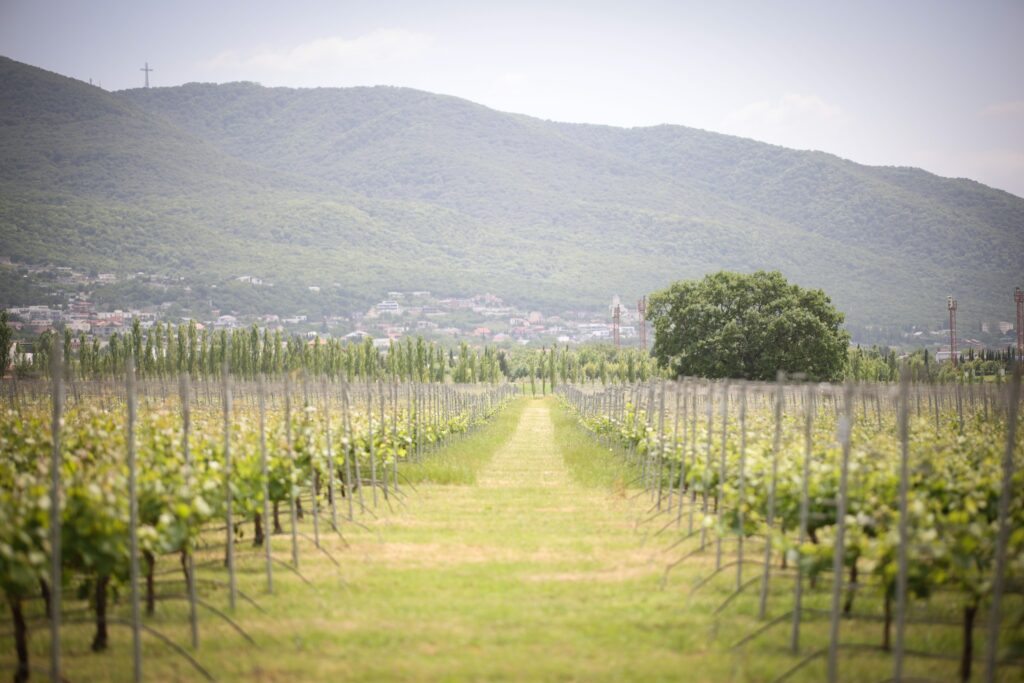 vinogradnikiiiii новости Грузинская мечта, Ираклий Кобахидзе, правительство Грузии, премьер Грузии, субсидии