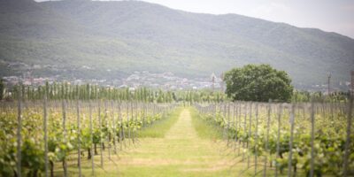 vinogradnikiiiii политика Грузинская мечта, Ираклий Кобахидзе, правительство Грузии, премьер Грузии, субсидии